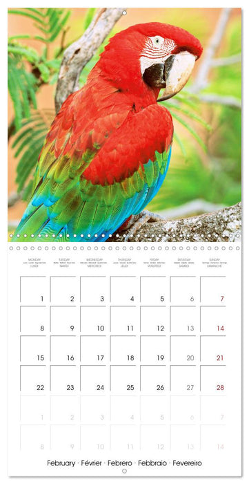 Colourful Parrots (CALVENDO Monthly Calendar 2027)