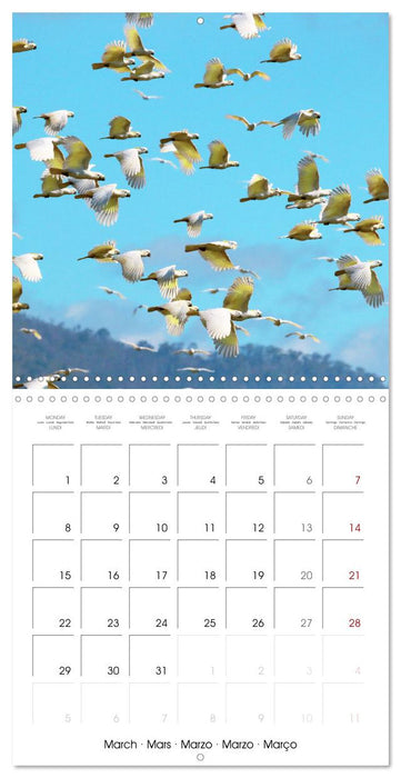 Colourful Parrots (CALVENDO Monthly Calendar 2027)