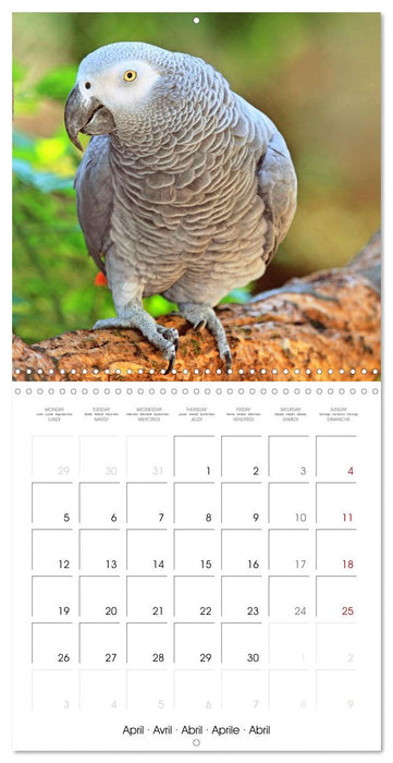 Colourful Parrots (CALVENDO Monthly Calendar 2027)