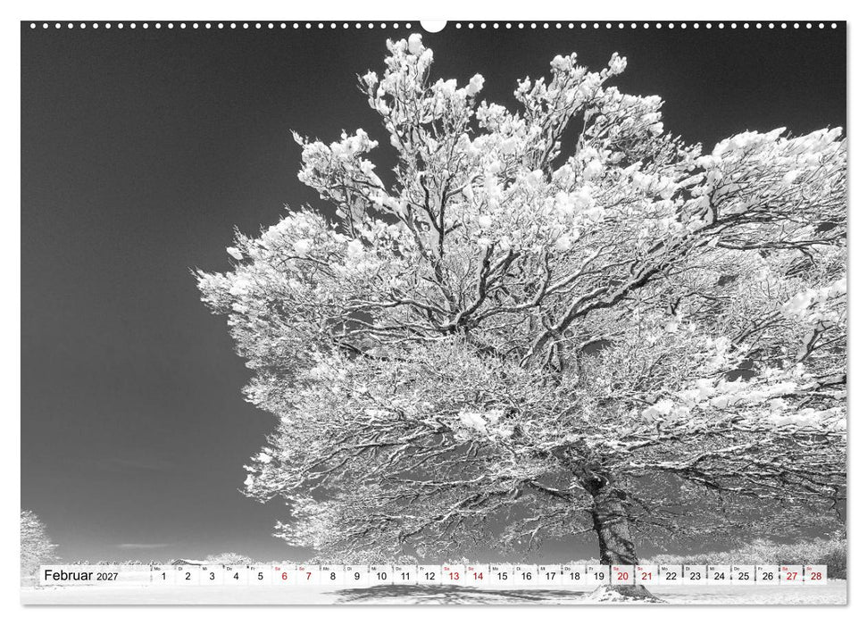 Traumhafte Allgäuer Alpen (CALVENDO Premium Wandkalender 2027)