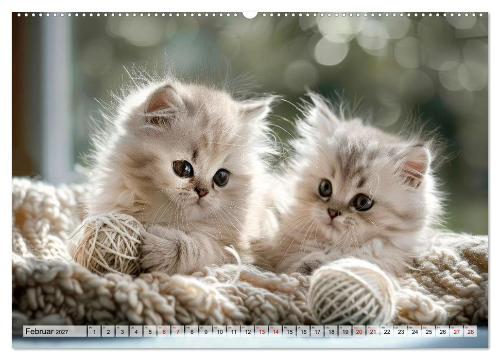 Katzenbabys - Schnurrmomente für jeden Monat (CALVENDO Wandkalender 2027)