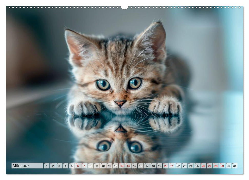 Katzenbabys - Schnurrmomente für jeden Monat (CALVENDO Wandkalender 2027)