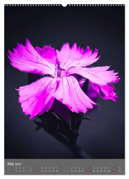 Color Splash Nature - Die Kunst selektiver Farben in der Naturfotografie (CALVENDO Premium Wandkalender 2027)