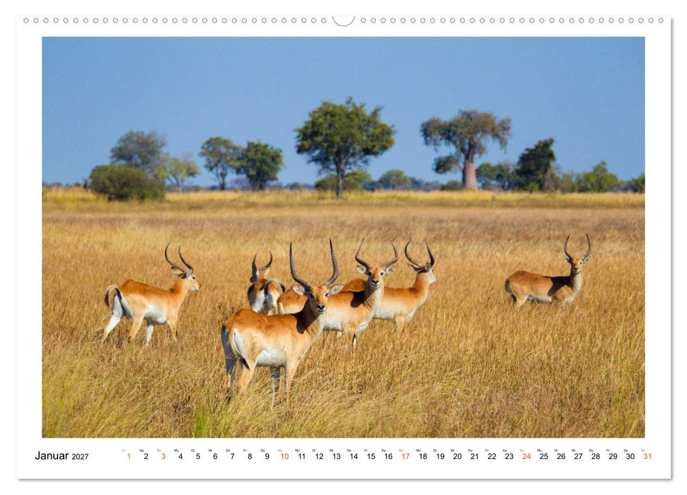 Afrika Wildlife-Fotografien (CALVENDO Wandkalender 2027)