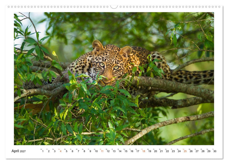 Afrika Wildlife-Fotografien (CALVENDO Wandkalender 2027)