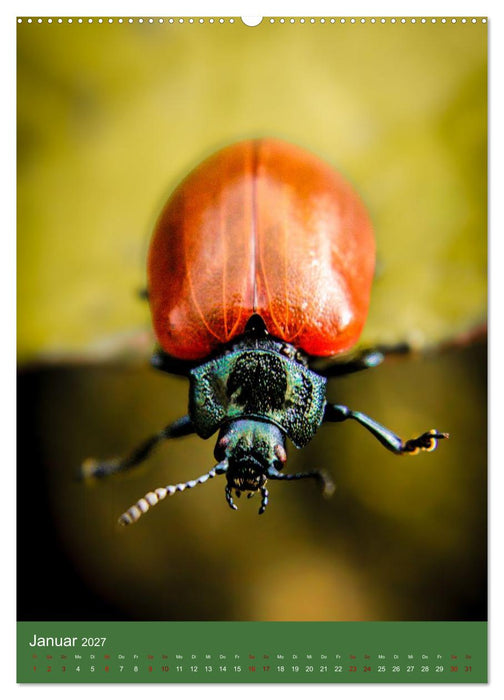 Tiny Monsters - Die faszinierende Welt der Makrofotografie (CALVENDO Wandkalender 2027)