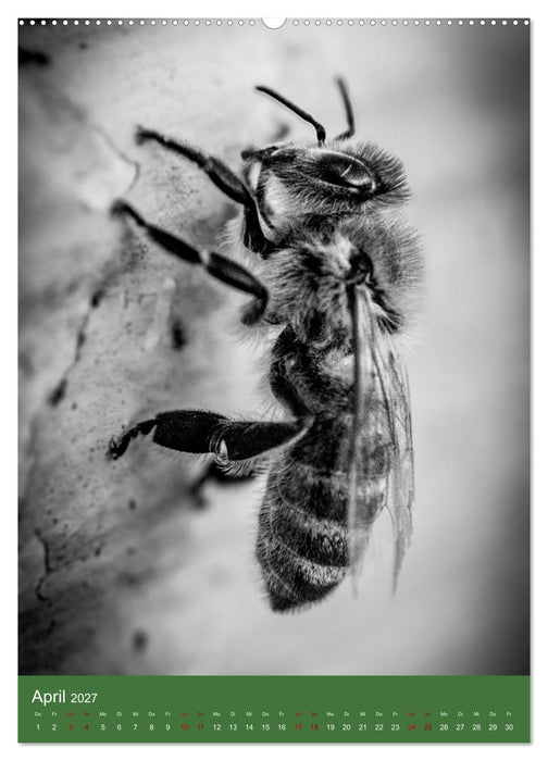 Tiny Monsters - Die faszinierende Welt der Makrofotografie (CALVENDO Wandkalender 2027)