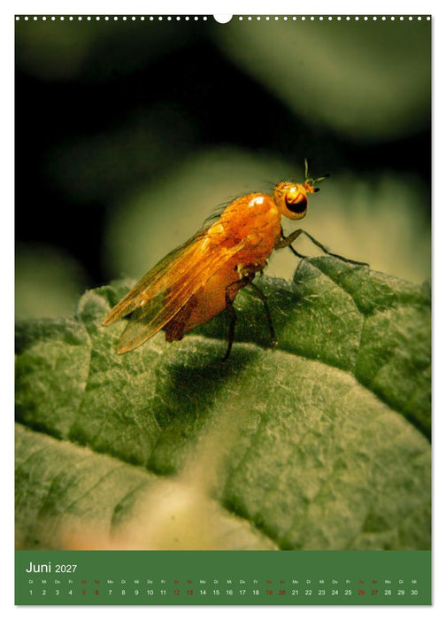 Tiny Monsters - Die faszinierende Welt der Makrofotografie (CALVENDO Premium Wandkalender 2027)