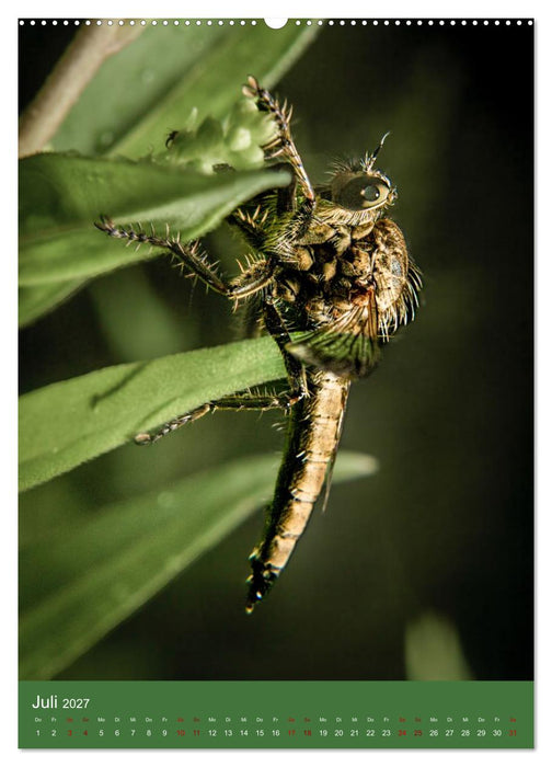 Tiny Monsters - Die faszinierende Welt der Makrofotografie (CALVENDO Premium Wandkalender 2027)