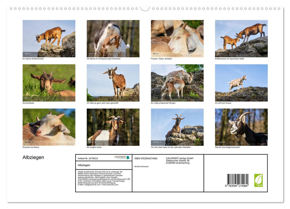 Albziegen (CALVENDO Premium Wandkalender 2027)