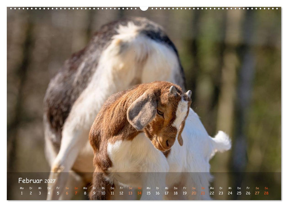 Albziegen (CALVENDO Premium Wandkalender 2027)