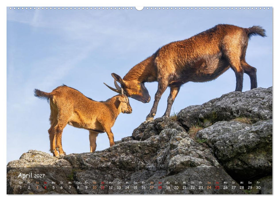 Albziegen (CALVENDO Premium Wandkalender 2027)