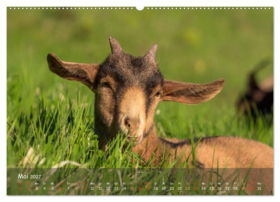 Albziegen (CALVENDO Premium Wandkalender 2027)