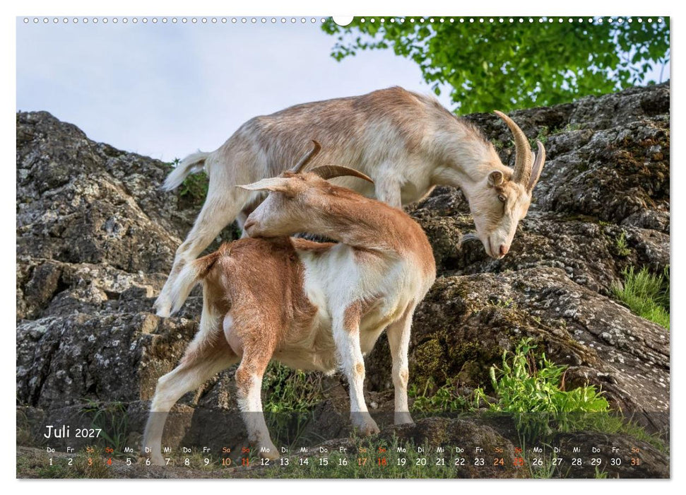 Albziegen (CALVENDO Premium Wandkalender 2027)
