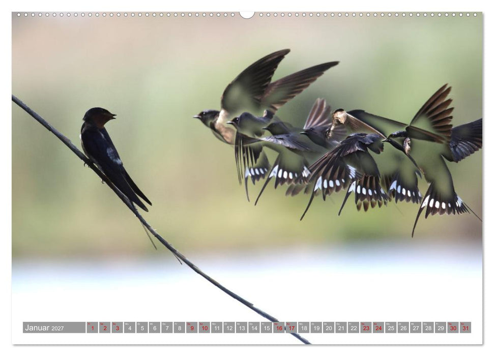 Vögel im Fluge - Ocells en vol (CALVENDO Wandkalender 2027)