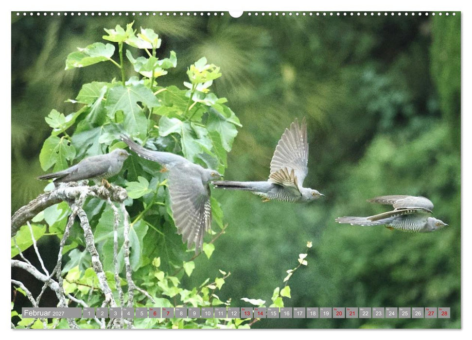Vögel im Fluge - Ocells en vol (CALVENDO Wandkalender 2027)
