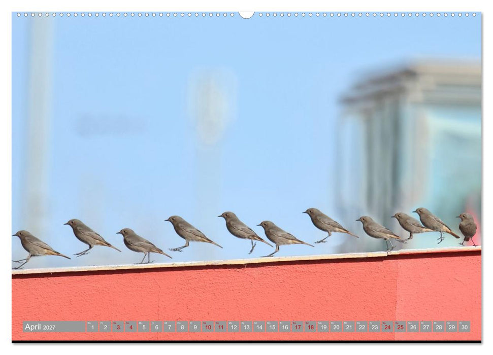 Vögel im Fluge - Ocells en vol (CALVENDO Wandkalender 2027)