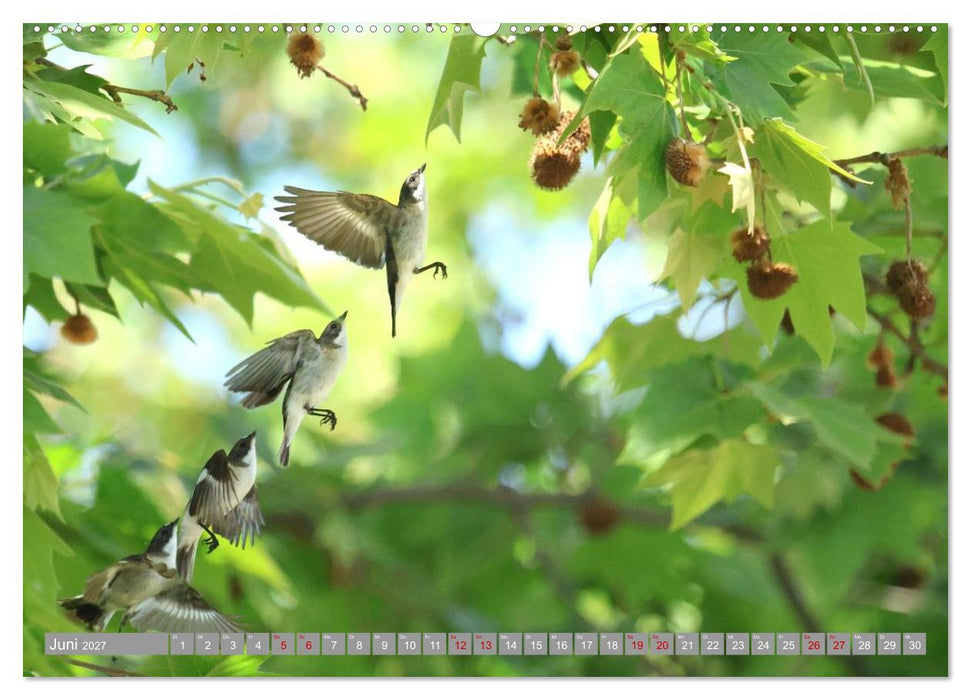 Vögel im Fluge - Ocells en vol (CALVENDO Wandkalender 2027)