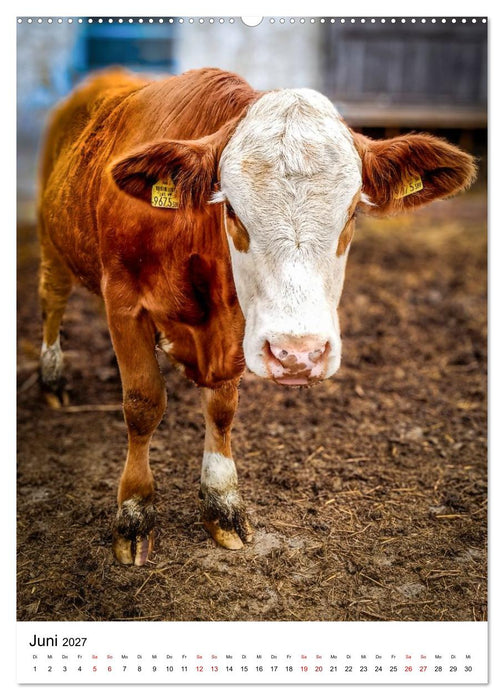 Bauernhof-Charaktere - Tierische Persönlichkeiten vom Land (CALVENDO Premium Wandkalender 2027)