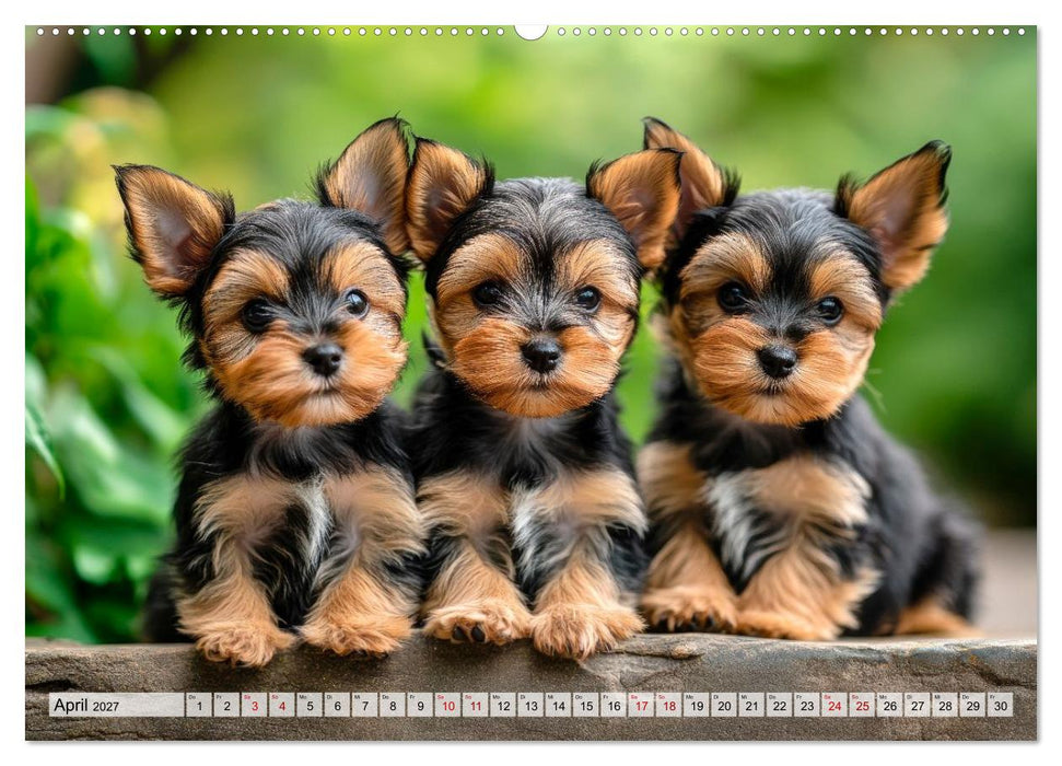 Süße Yorkshire Terrier - Kleine Hunde, große Herzen (CALVENDO Premium Wandkalender 2027)