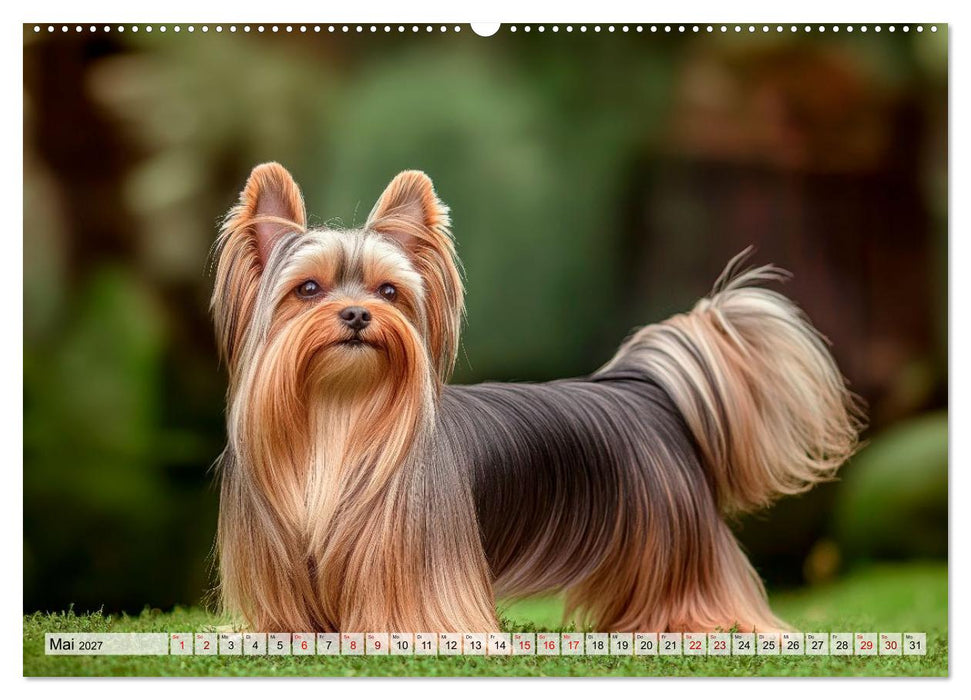 Süße Yorkshire Terrier - Kleine Hunde, große Herzen (CALVENDO Premium Wandkalender 2027)