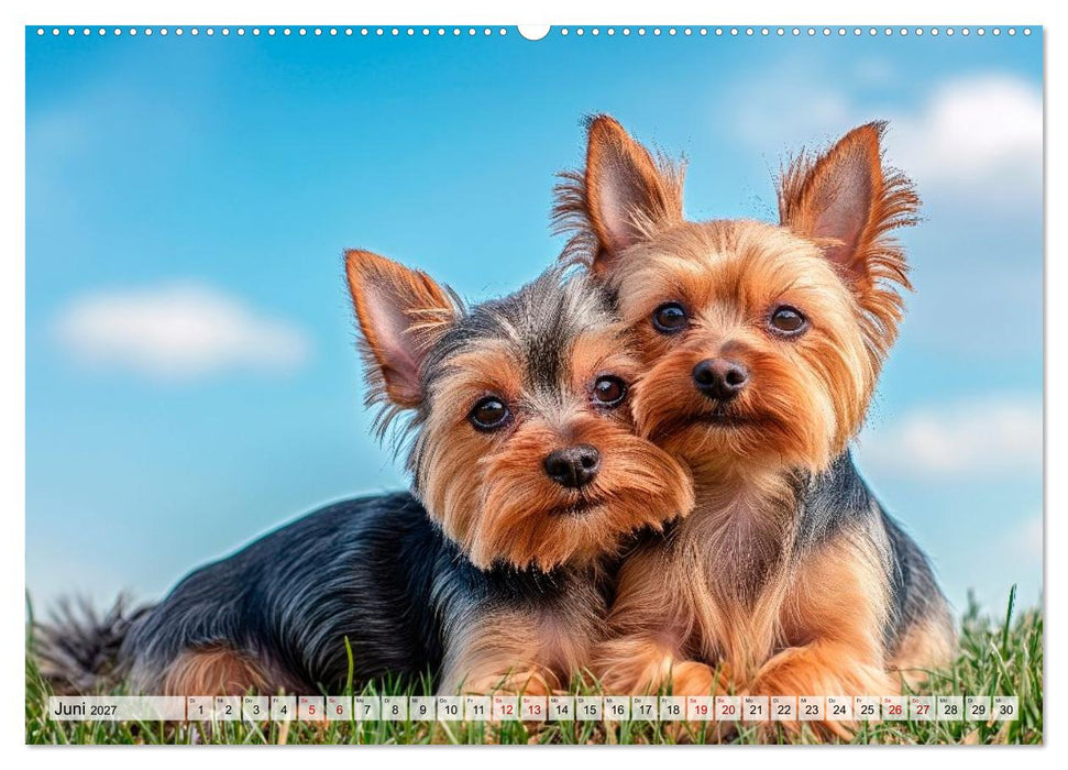 Süße Yorkshire Terrier - Kleine Hunde, große Herzen (CALVENDO Premium Wandkalender 2027)