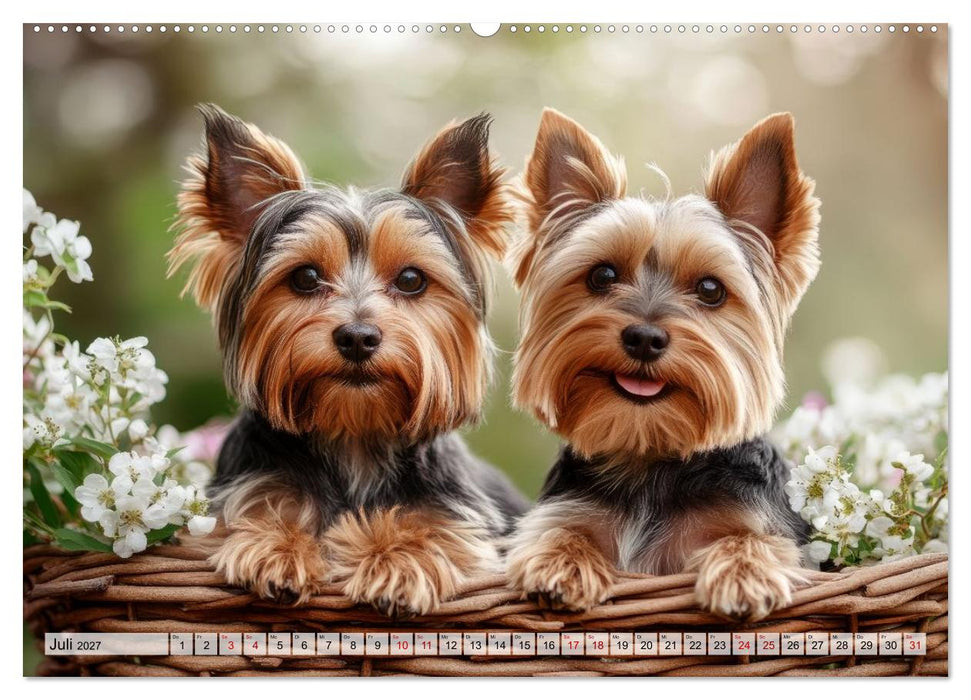 Süße Yorkshire Terrier - Kleine Hunde, große Herzen (CALVENDO Premium Wandkalender 2027)