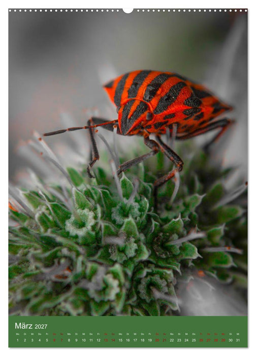 Tiny Monsters - Die faszinierende Welt der Makrofotografie (CALVENDO Premium Wandkalender 2027)