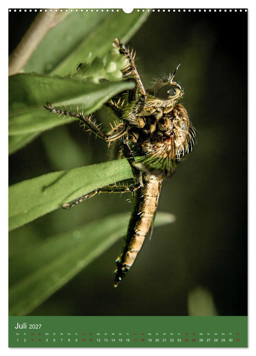 Tiny Monsters - Die faszinierende Welt der Makrofotografie (CALVENDO Premium Wandkalender 2027)