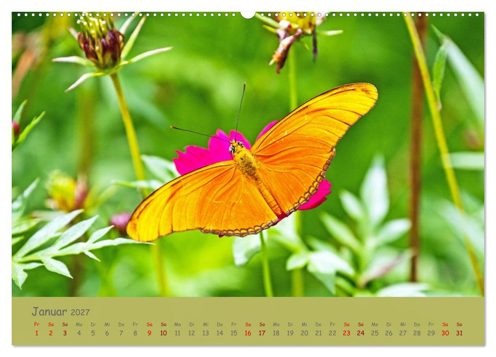 Die Welt der Schmetterlinge (CALVENDO Premium Wandkalender 2027)