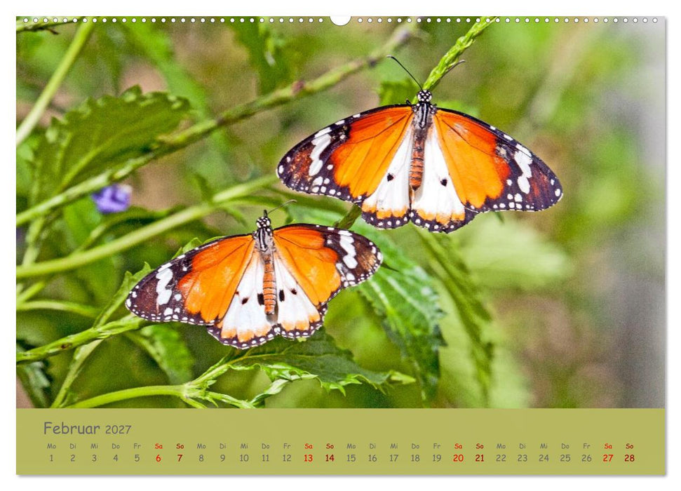 Die Welt der Schmetterlinge (CALVENDO Premium Wandkalender 2027)