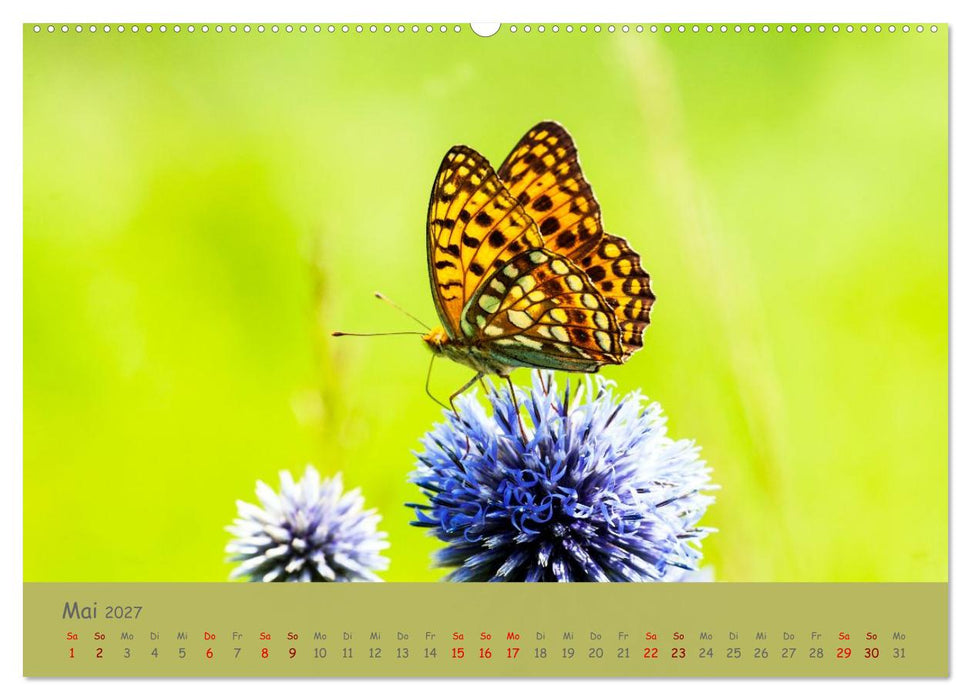 Die Welt der Schmetterlinge (CALVENDO Premium Wandkalender 2027)
