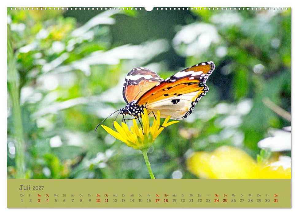 Die Welt der Schmetterlinge (CALVENDO Premium Wandkalender 2027)