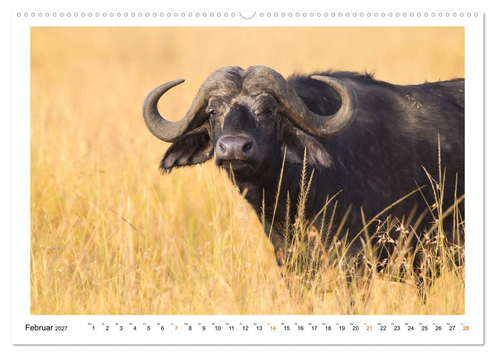 Afrika Wildlife-Fotografien (CALVENDO Premium Wandkalender 2027)