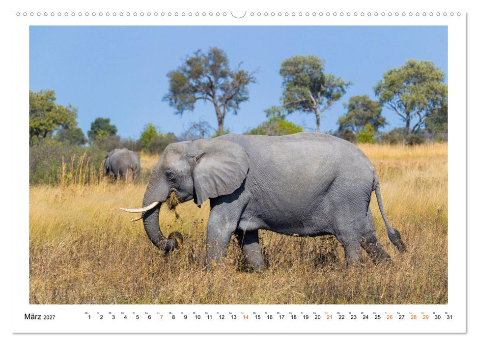 Afrika Wildlife-Fotografien (CALVENDO Premium Wandkalender 2027)
