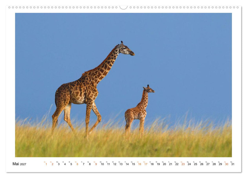 Afrika Wildlife-Fotografien (CALVENDO Premium Wandkalender 2027)