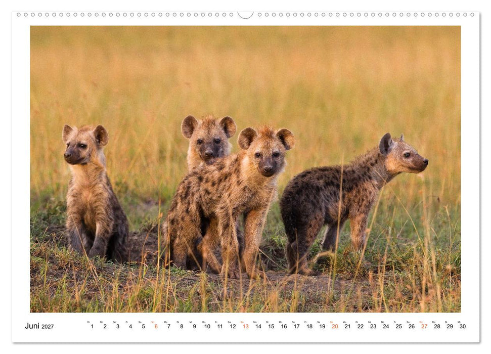 Afrika Wildlife-Fotografien (CALVENDO Premium Wandkalender 2027)