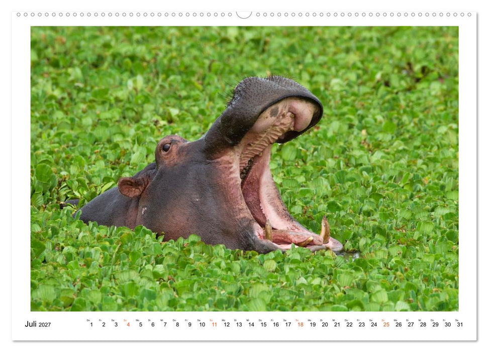 Afrika Wildlife-Fotografien (CALVENDO Premium Wandkalender 2027)