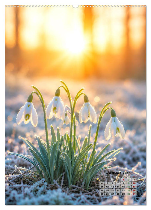 Blumenkalender (CALVENDO Premium Wandkalender 2027)