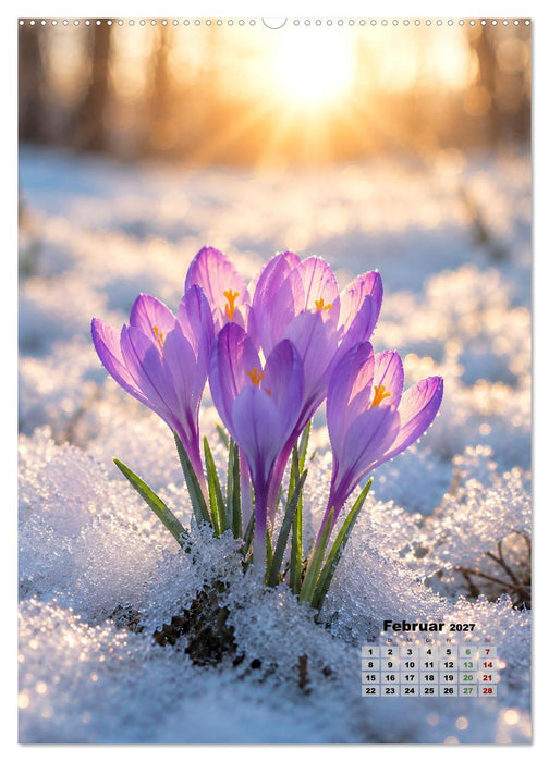 Blumenkalender (CALVENDO Premium Wandkalender 2027)