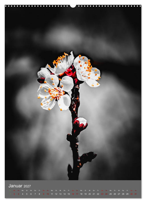 Color Splash Nature - Die Kunst selektiver Farben in der Naturfotografie (CALVENDO Wandkalender 2027)