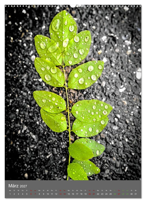 Color Splash Nature - Die Kunst selektiver Farben in der Naturfotografie (CALVENDO Wandkalender 2027)