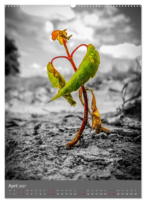 Color Splash Nature - Die Kunst selektiver Farben in der Naturfotografie (CALVENDO Wandkalender 2027)
