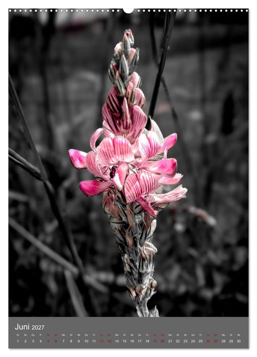 Color Splash Nature - Die Kunst selektiver Farben in der Naturfotografie (CALVENDO Wandkalender 2027)