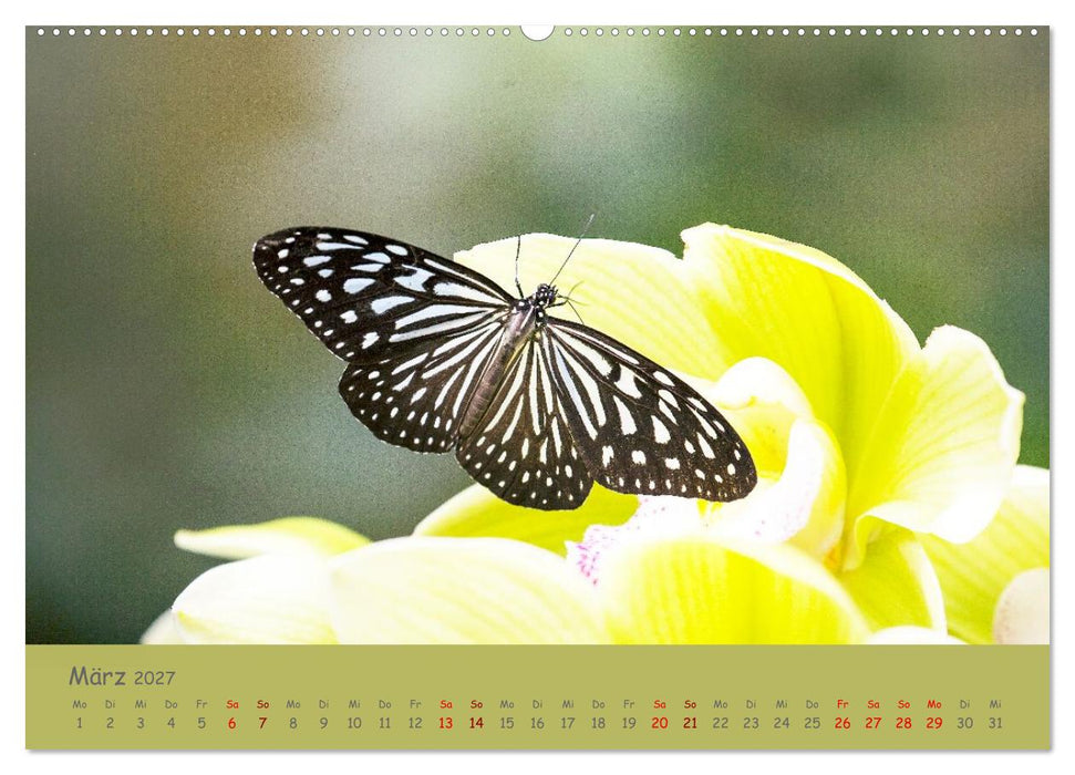 Die Welt der Schmetterlinge (CALVENDO Wandkalender 2027)