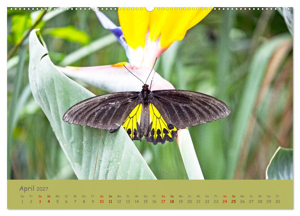 Die Welt der Schmetterlinge (CALVENDO Wandkalender 2027)