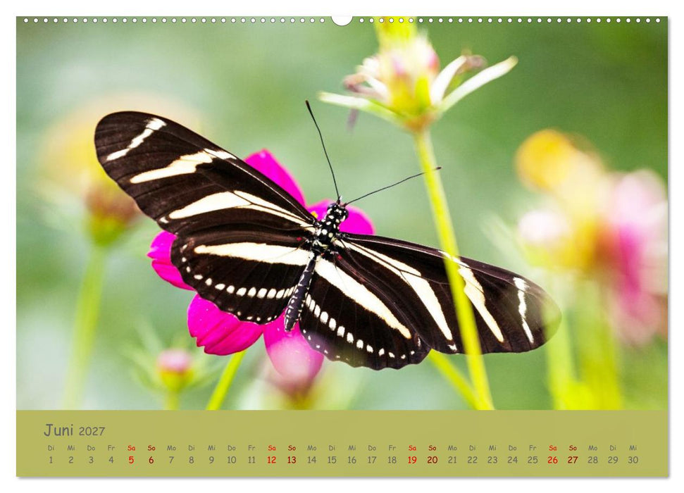 Die Welt der Schmetterlinge (CALVENDO Wandkalender 2027)
