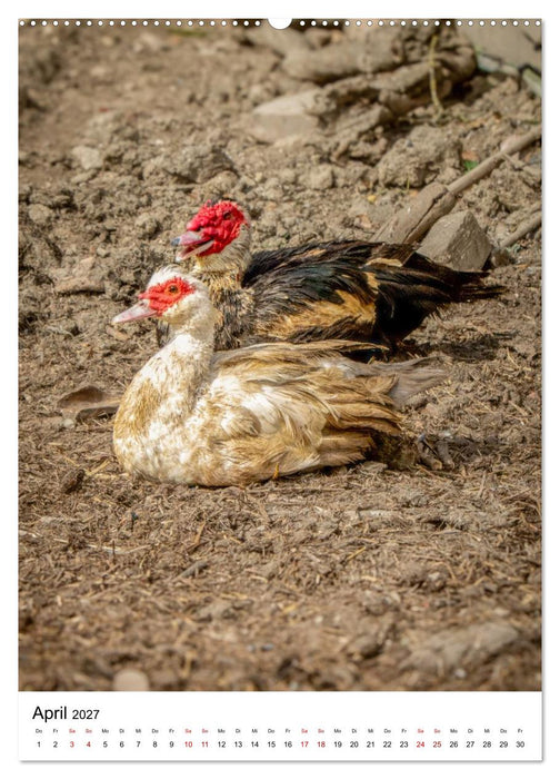 Bauernhof-Charaktere - Tierische Persönlichkeiten vom Land (CALVENDO Wandkalender 2027)