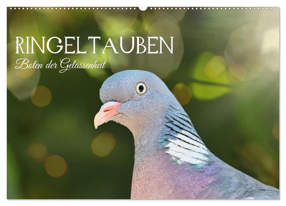 Ringeltauben, Boten der Gelassenheit (CALVENDO Wandkalender 2027)