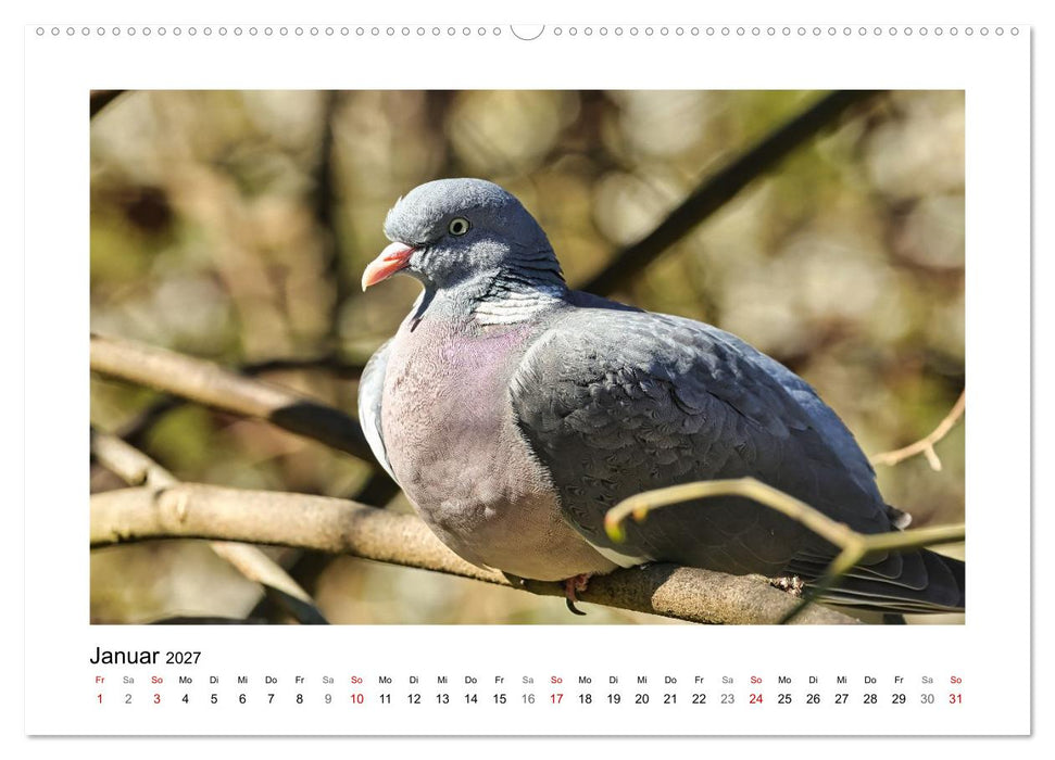 Ringeltauben, Boten der Gelassenheit (CALVENDO Wandkalender 2027)